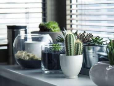 5 ways gardening and plants can reduce stress