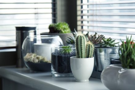5 ways gardening and plants can reduce stress