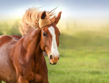 Why is the internet losing over this horse spa?