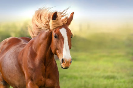 Why is the internet losing over this horse spa?