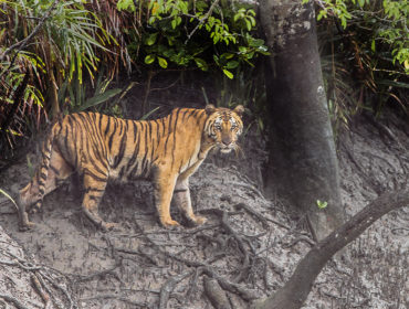 Around 3,000 Tigers remain in India