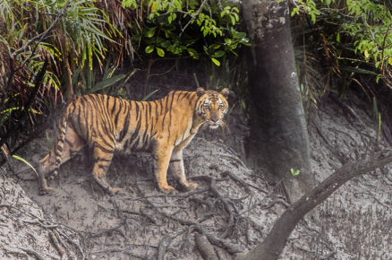 Around 3,000 Tigers remain in India