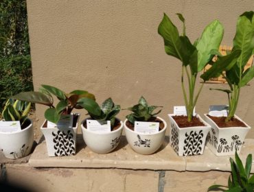 BREATHE – Plants That Purify 24/7