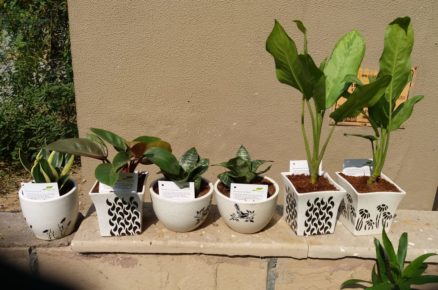BREATHE – Plants That Purify 24/7