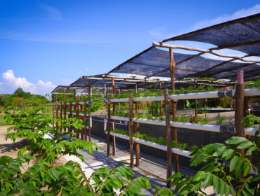 From Nature to Your Plate: The Resident Bintan initiates “The Earth Basket”