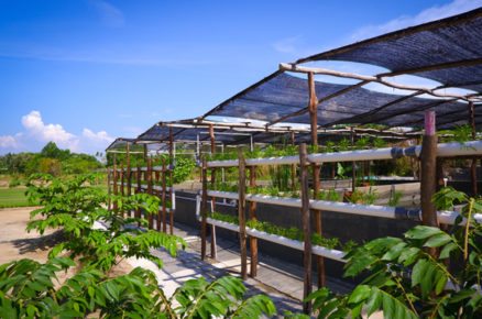 From Nature to Your Plate: The Resident Bintan initiates “The Earth Basket”