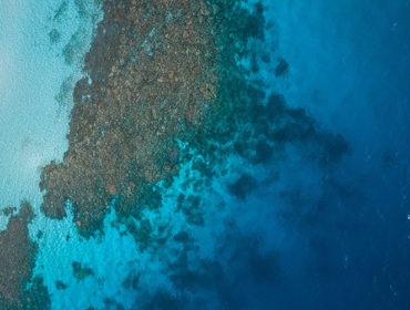 World Ocean Day: Know about Coral Reefs