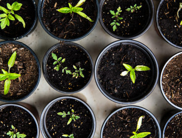 Backyard Oasis: Growing your Own Greens