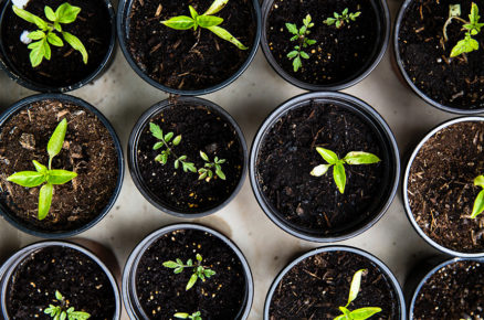 Backyard Oasis: Growing your Own Greens