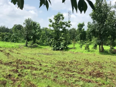 Tend To Your Own Farm from Home with Earth Collective