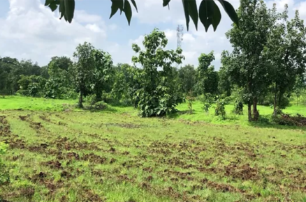 Tend To Your Own Farm from Home with Earth Collective