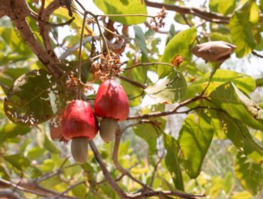 India’s Unmissable: Trail by The Cashew Farms of Goa
