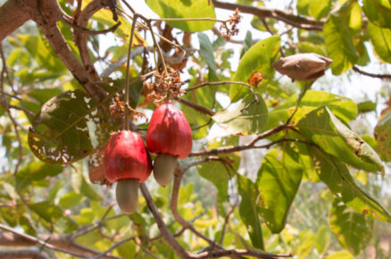 India’s Unmissable: Trail by The Cashew Farms of Goa