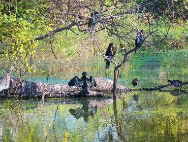 India’s Unmissable: Bird Paradise at Keoladeo National Park