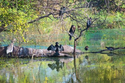 India’s Unmissable: Bird Paradise at Keoladeo National Park