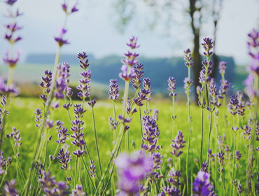 One Can’t Underestimate the Powers of Jasmine & Lavender, Here’s Why
