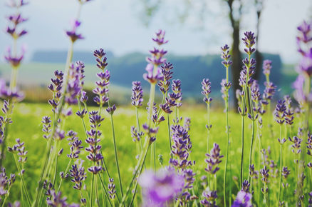 One Can’t Underestimate the Powers of Jasmine & Lavender, Here’s Why