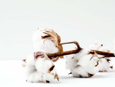 All You Need to Know About the Natural Fibre: Cotton