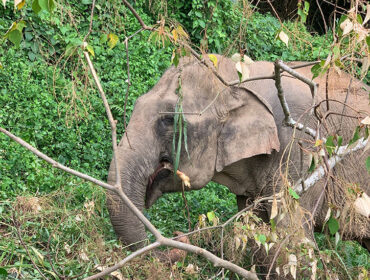 Anantara Records Nature Conservation Success in Cambodia