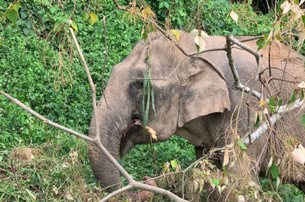 Anantara Records Nature Conservation Success in Cambodia