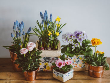 10 Types of Flowering Plants for Summer