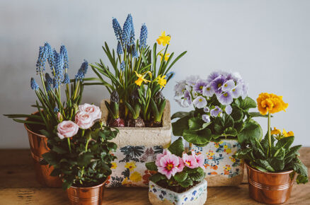 10 Types of Flowering Plants for Summer