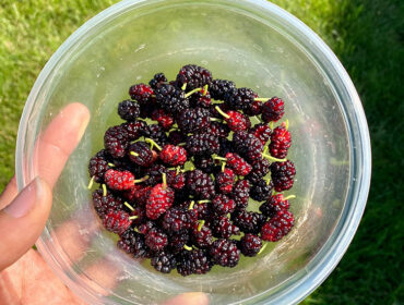 Skincare: Everything Mulberry!