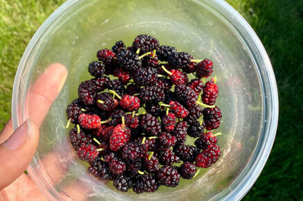 Skincare: Everything Mulberry!