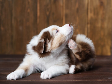 Does itching make your dog agitated? Causes and Treatments
