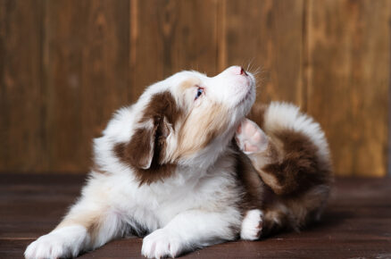Does itching make your dog agitated? Causes and Treatments