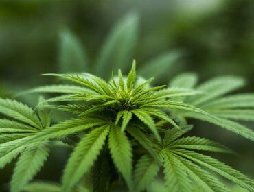 Hemp and Health: A Quick Guide to this Misunderstood Super Plant