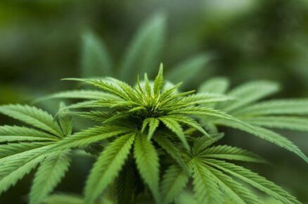 Hemp and Health: A Quick Guide to this Misunderstood Super Plant