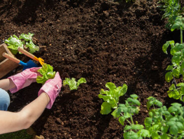 Terraverse: A Young Girl’s Initiative to take Organic Farming to Next Level