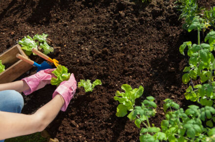 Terraverse: A Young Girl’s Initiative to take Organic Farming to Next Level