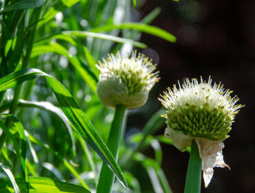 This French Herb fights bacteria to improve digestion and aid in menstrual cramps