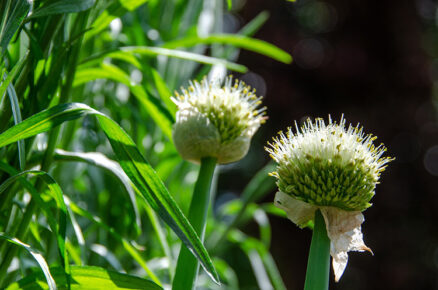 This French Herb fights bacteria to improve digestion and aid in menstrual cramps