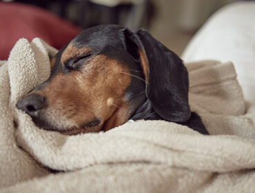 Does Your Pet Require A Winter Diet?
