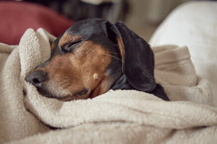 Does Your Pet Require A Winter Diet?