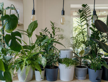 Spruce Up Your Home Décor The Green Way!