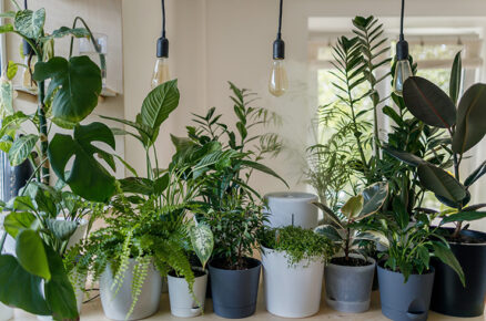 Spruce Up Your Home Décor The Green Way!