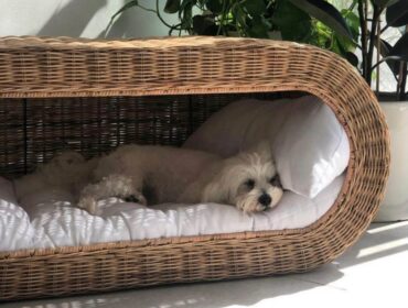 Pet Friendly Places in Dubai