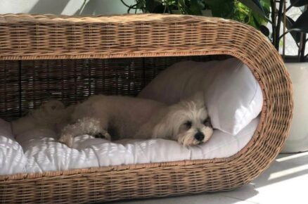 Pet Friendly Places in Dubai