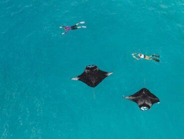Get Up Close and Personal with Manta Rays at The Westin Maldives Miriandhoo Resort