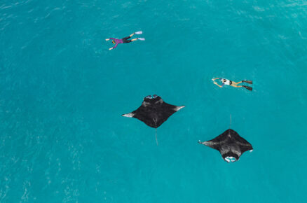 Get Up Close and Personal with Manta Rays at The Westin Maldives Miriandhoo Resort