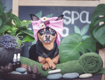From Woofs to Wellness, Celebrate International Dog Day at these Dog Spas