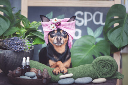 From Woofs to Wellness, Celebrate International Dog Day at these Dog Spas