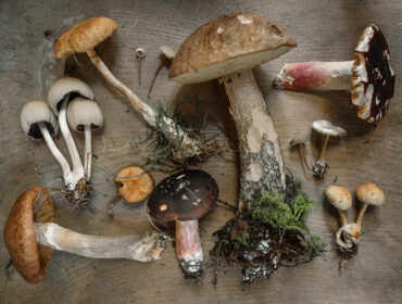Unveiling the Secret Powers of Mushrooms: The Worldwide Wellness Revolution