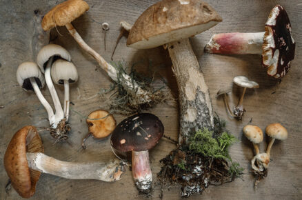 Unveiling the Secret Powers of Mushrooms: The Worldwide Wellness Revolution