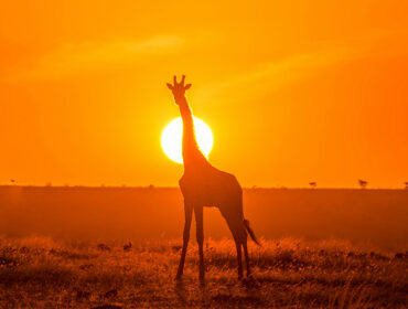 Masai Mara: The Ultimate Luxury Glamping Destination