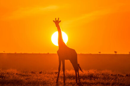 Masai Mara: The Ultimate Luxury Glamping Destination